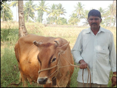 A Progressive Farmer – Dairy and Development; Chamrajnagar, Karnataka –  Myrada
